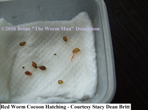 Red Worm Cocoon Hatching                             